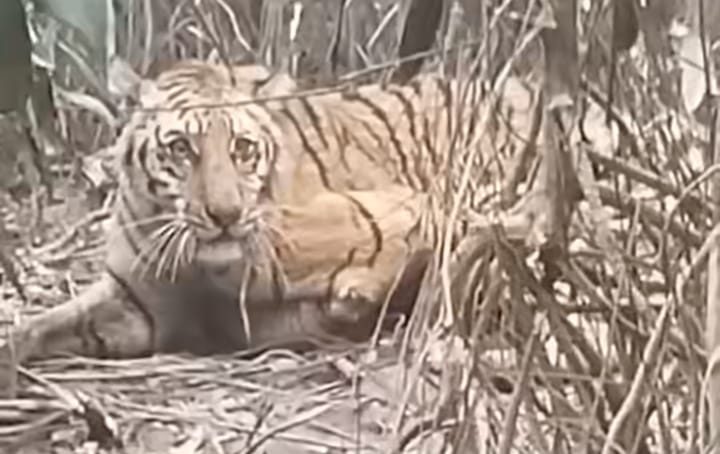 ফাঁদে আটকে পড়া বাঘকে উদ্ধার করে চিকিৎসার জন্য খুলনা স্থানান্তর